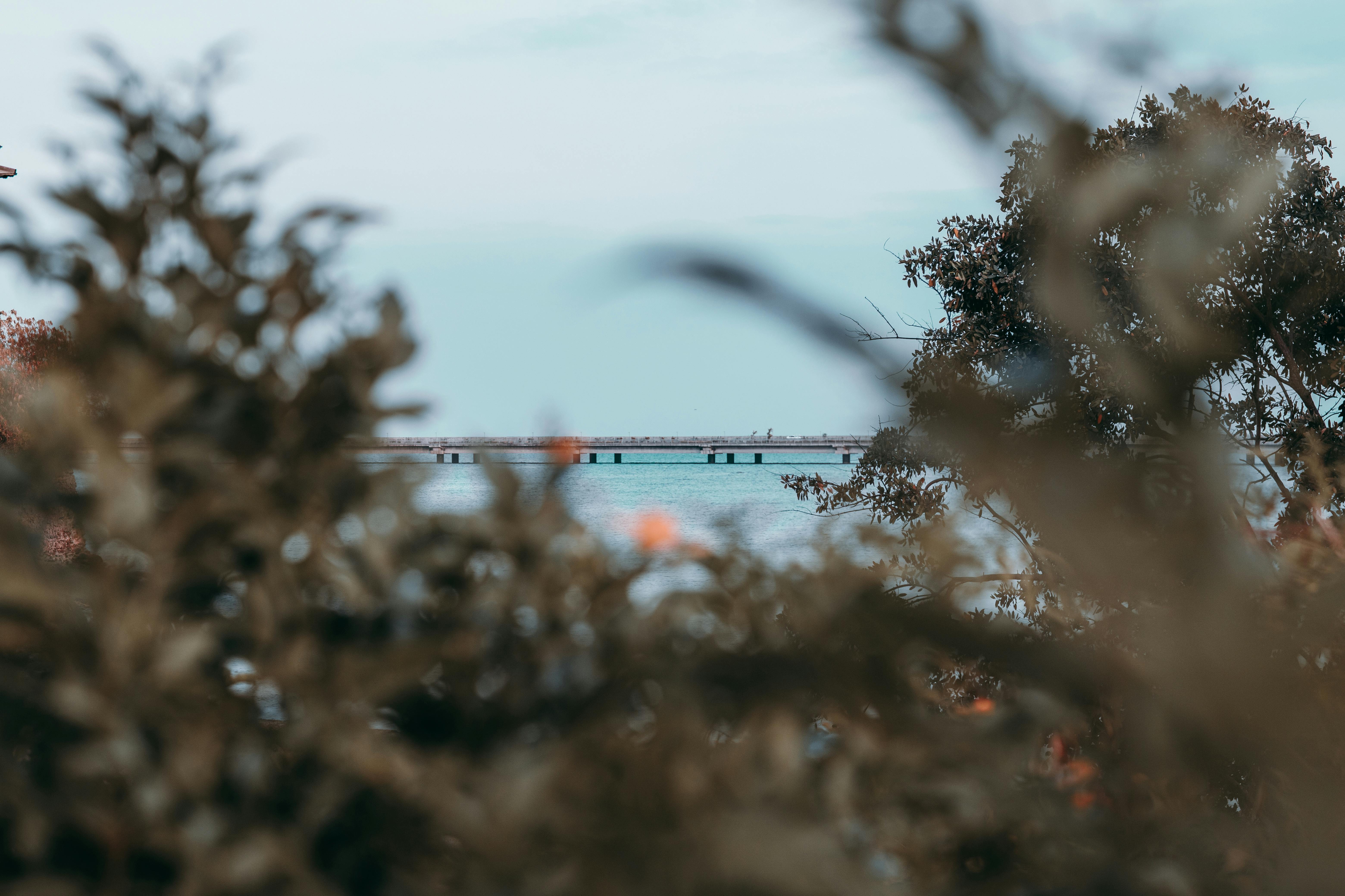 在明亮的天空下，宁静的海滨与郁郁葱葱的树叶，映衬着远方的码头