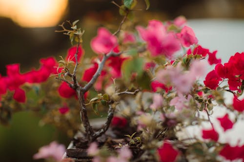 免费 红色和粉红色的花朵 素材图片