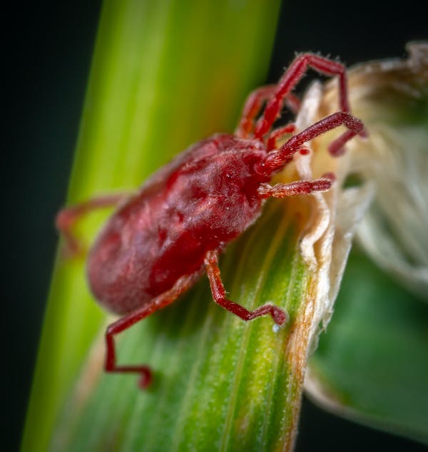 Red Insect on Green Leaf
