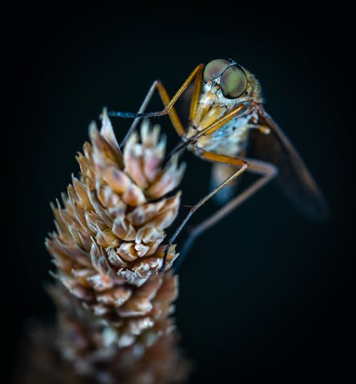 Ücretsiz Gri Kabuklu çiçek üzerindeki Böcek Stok Fotoğraflar