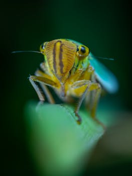特写镜头展示了栖息在树叶上的彩色叶蝉的详细纹理