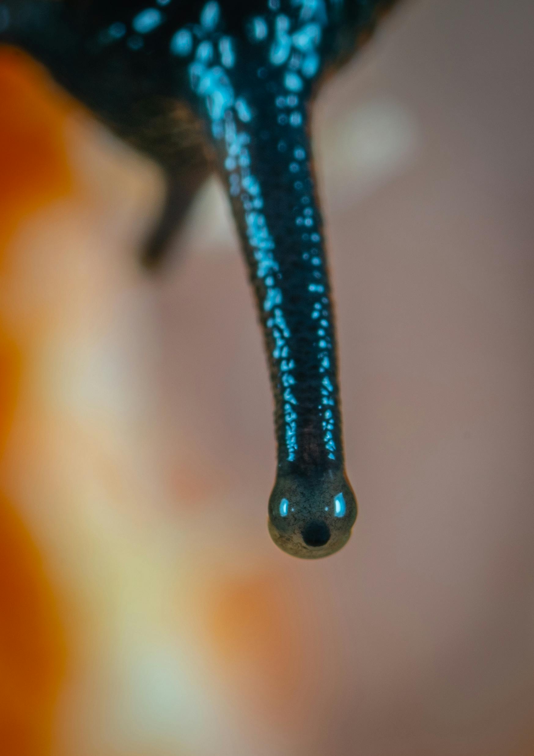 Free stock photo of eye, macro, snail