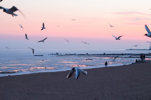 Sahil Kenarında Uçan Kuşların Fotoğrafı
