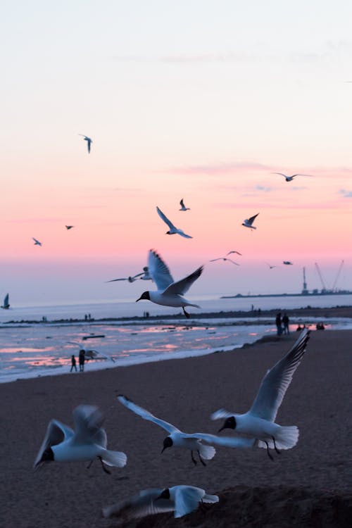 Foto De Pájaros Volando En La Orilla Del Mar