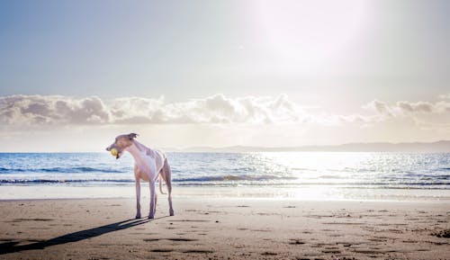 Ücretsiz Kıyıda Beyaz Köpek Stok Fotoğraflar