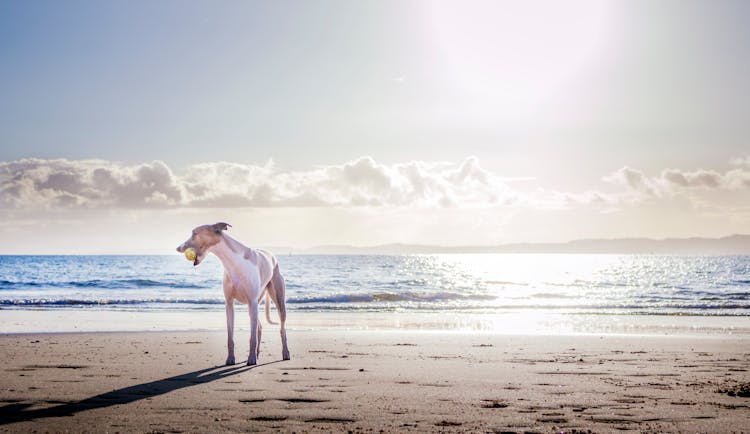 White Dog On Shore