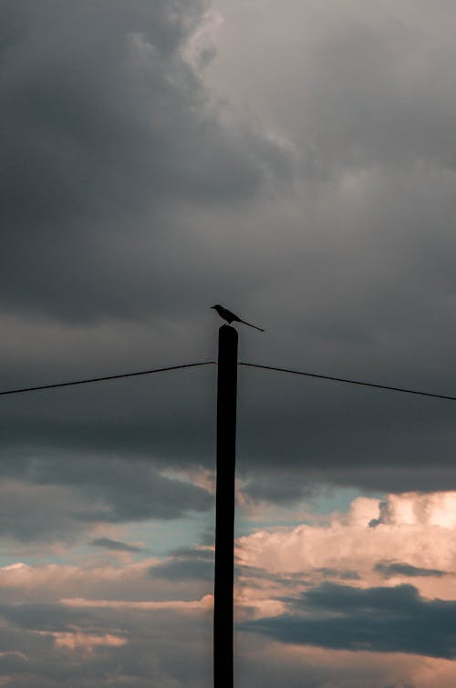 Free stock photo of bird, clouds, dark