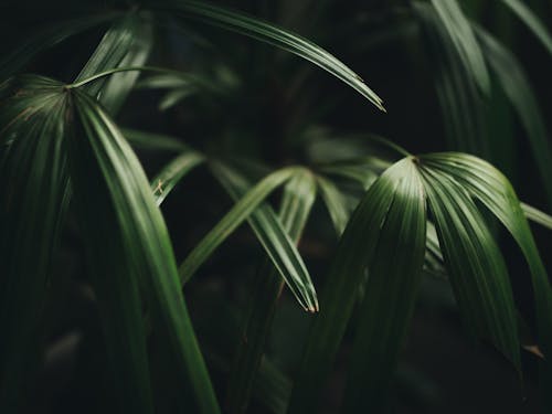 無料 緑の葉の植物 写真素材