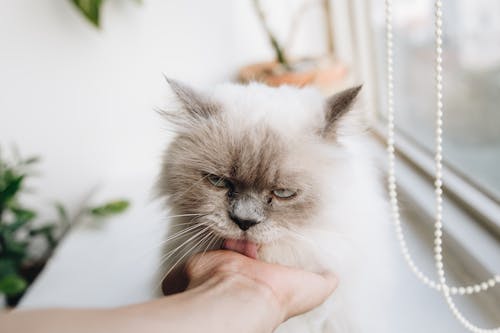 Free Person Touching Brown Cat Stock Photo