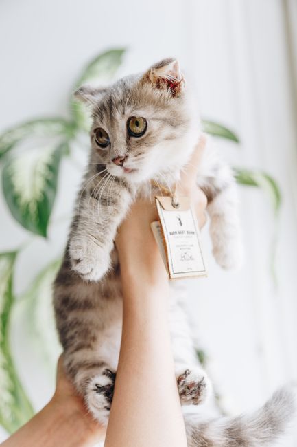 Adorable fluffy tabby kitten held up against a plant at home. Perfect for pet lovers.