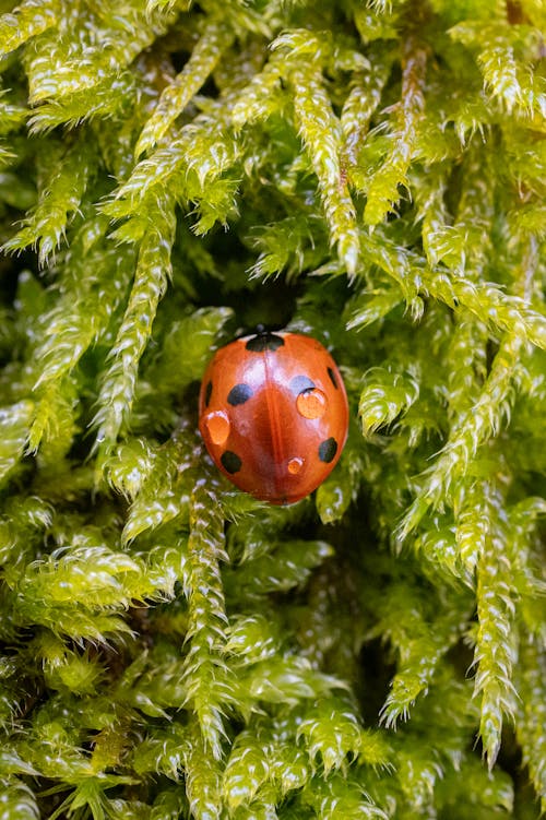 A ladybug is sitting on top of some moss