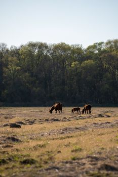 Beautiful horses and foals grazing in a lush meadow near a forest in Samsun, Türkiye.