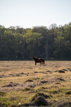A lone horse stands in a tranquil meadow with a forest backdrop in Samsun, Türkiye.