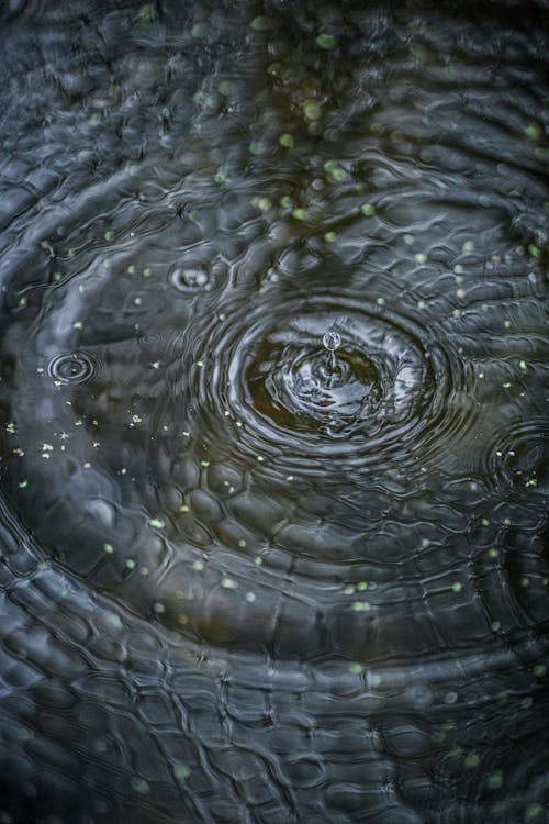 A close up of a water droplet in a pond