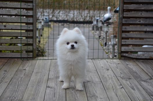 Charming white Pomeranian dog standing on a wooden deck with a fence backdrop.