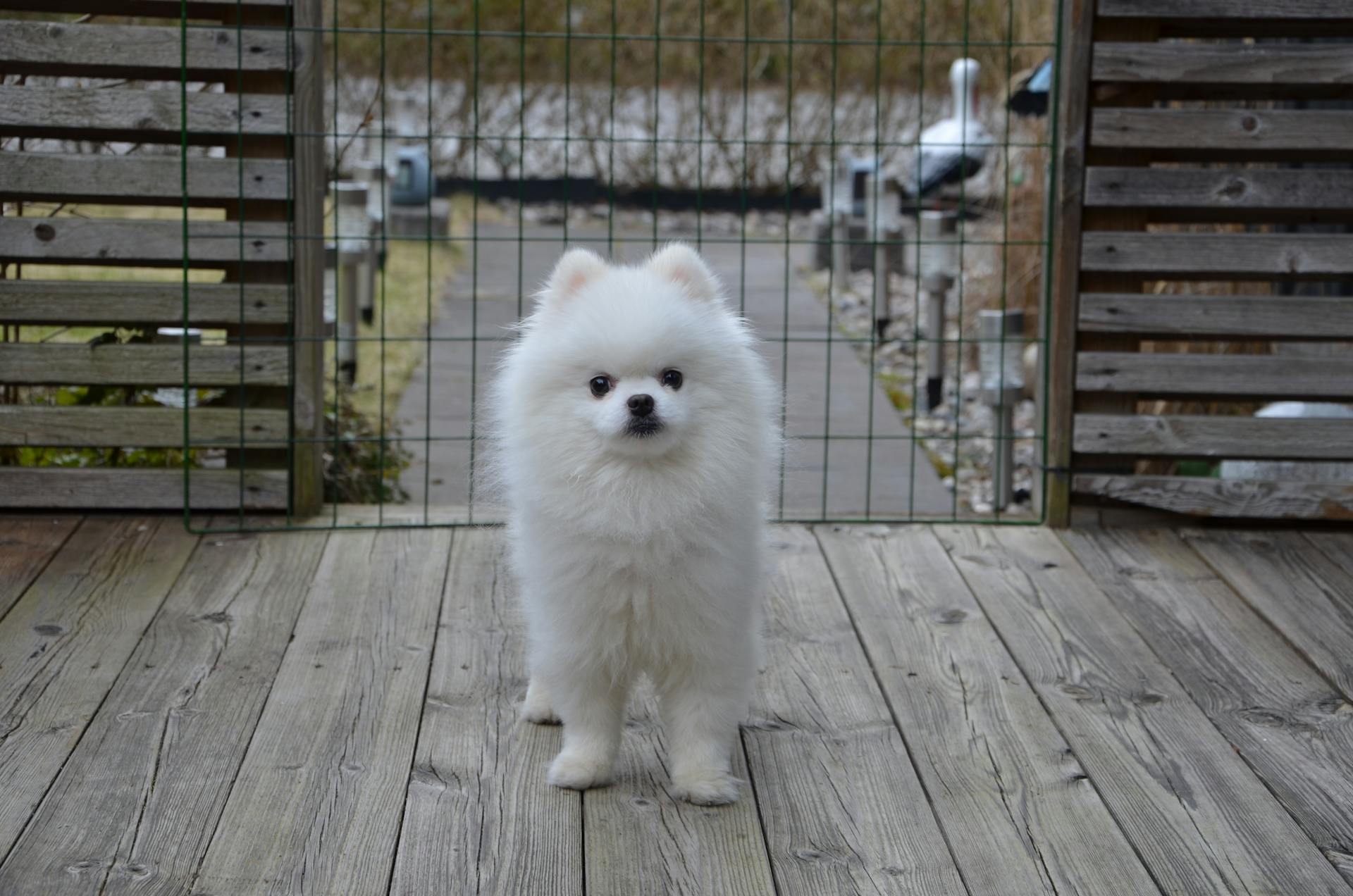 Cute White Pomeranian Dog