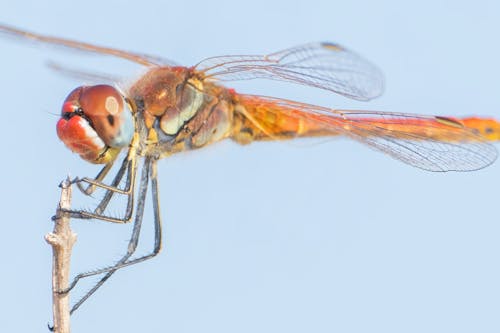 Photos gratuites de ailes, brindille, entomologie