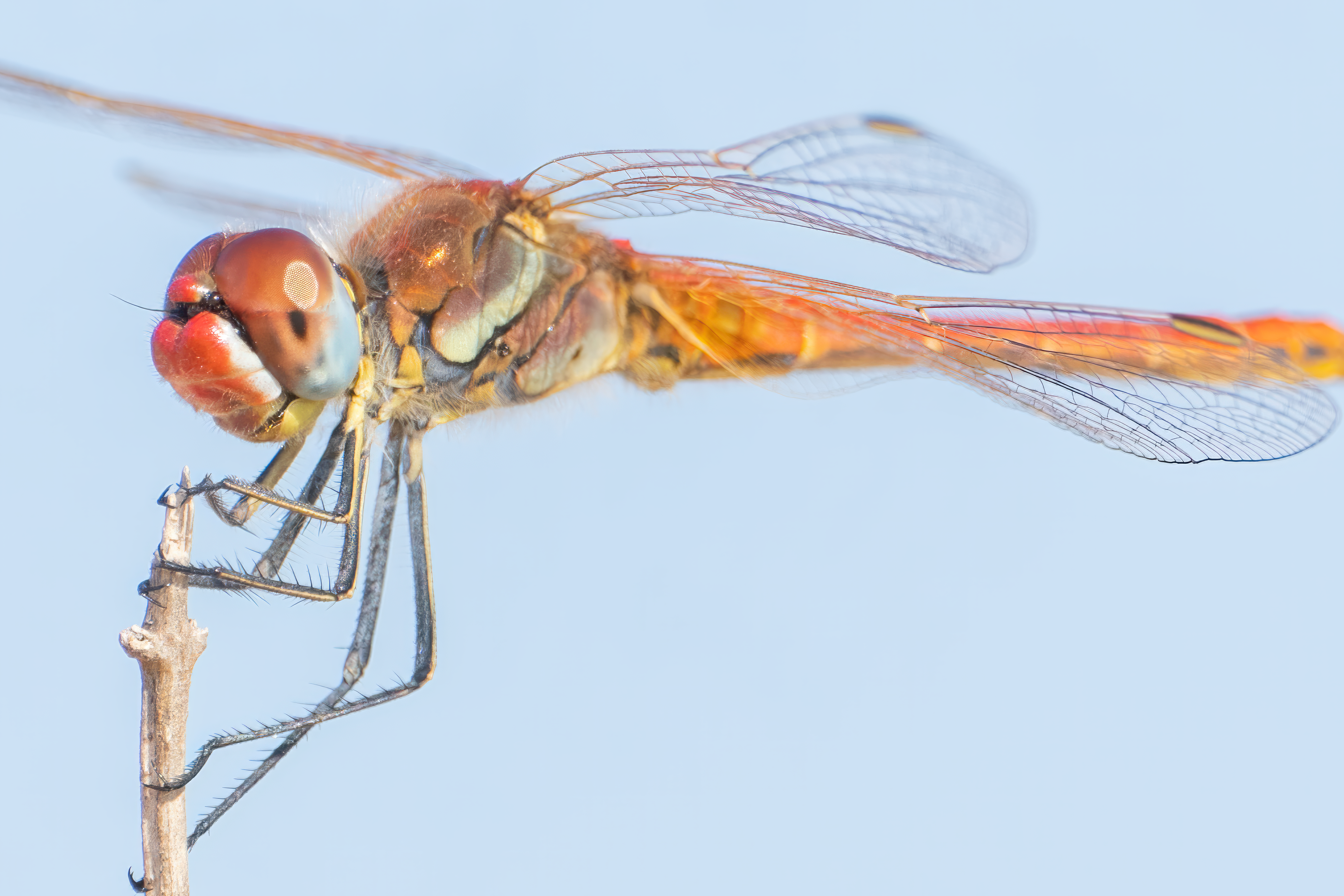Foto de stock gratuita sobre aéreo, al aire libre, alas, anisoptera ...