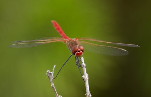 Gratis arkivbilde med dyrefotografering, dyreverdenfotografier, entomologi