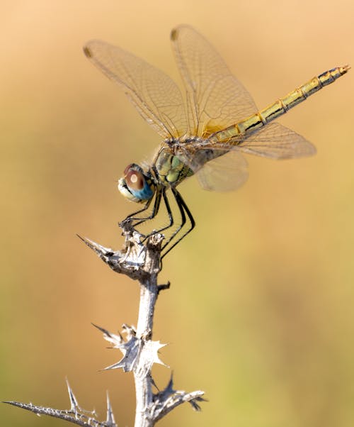 Libélula Sympetrum Fonscolombii