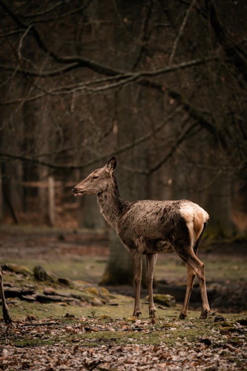 A deer standing in the woods with a tree in the background