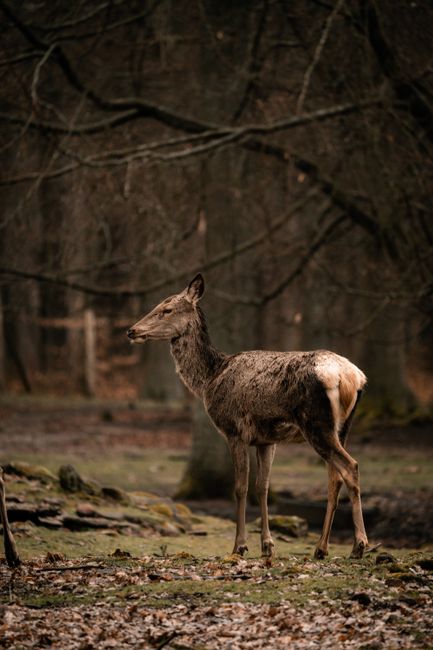 A lone deer standing gracefully in a tranquil autumn forest. Perfect for wildlife and nature themes.