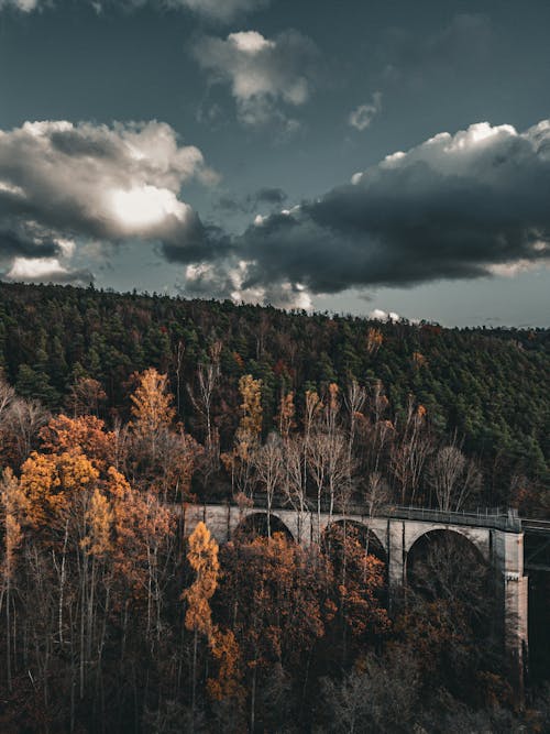 ağaçlar, bağ, dikey atış içeren Ücretsiz stok fotoğraf