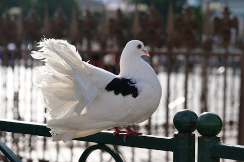 Free stock photo of palace square, pigeon, pigeons