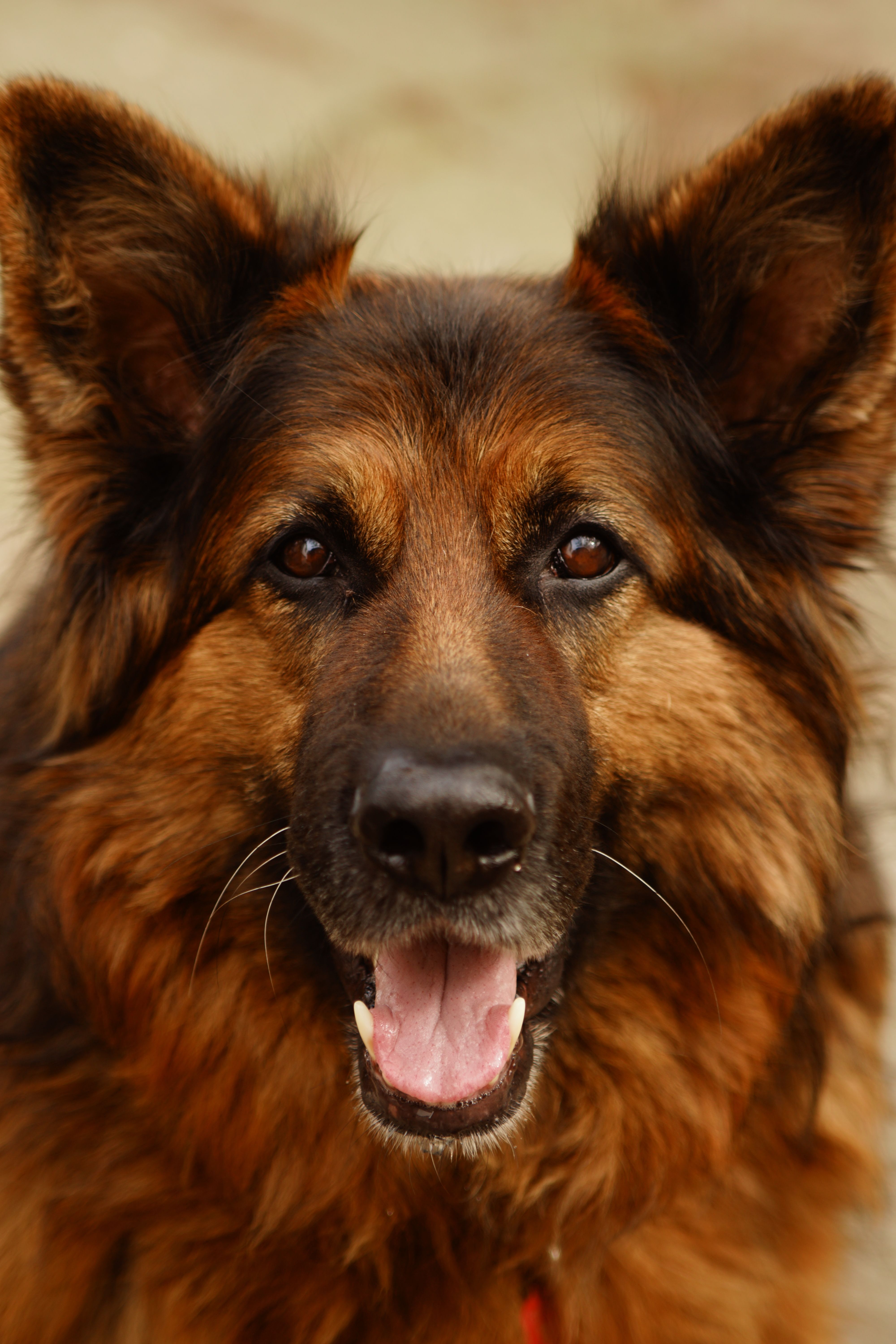 German Shepherd custom pet portrait preview