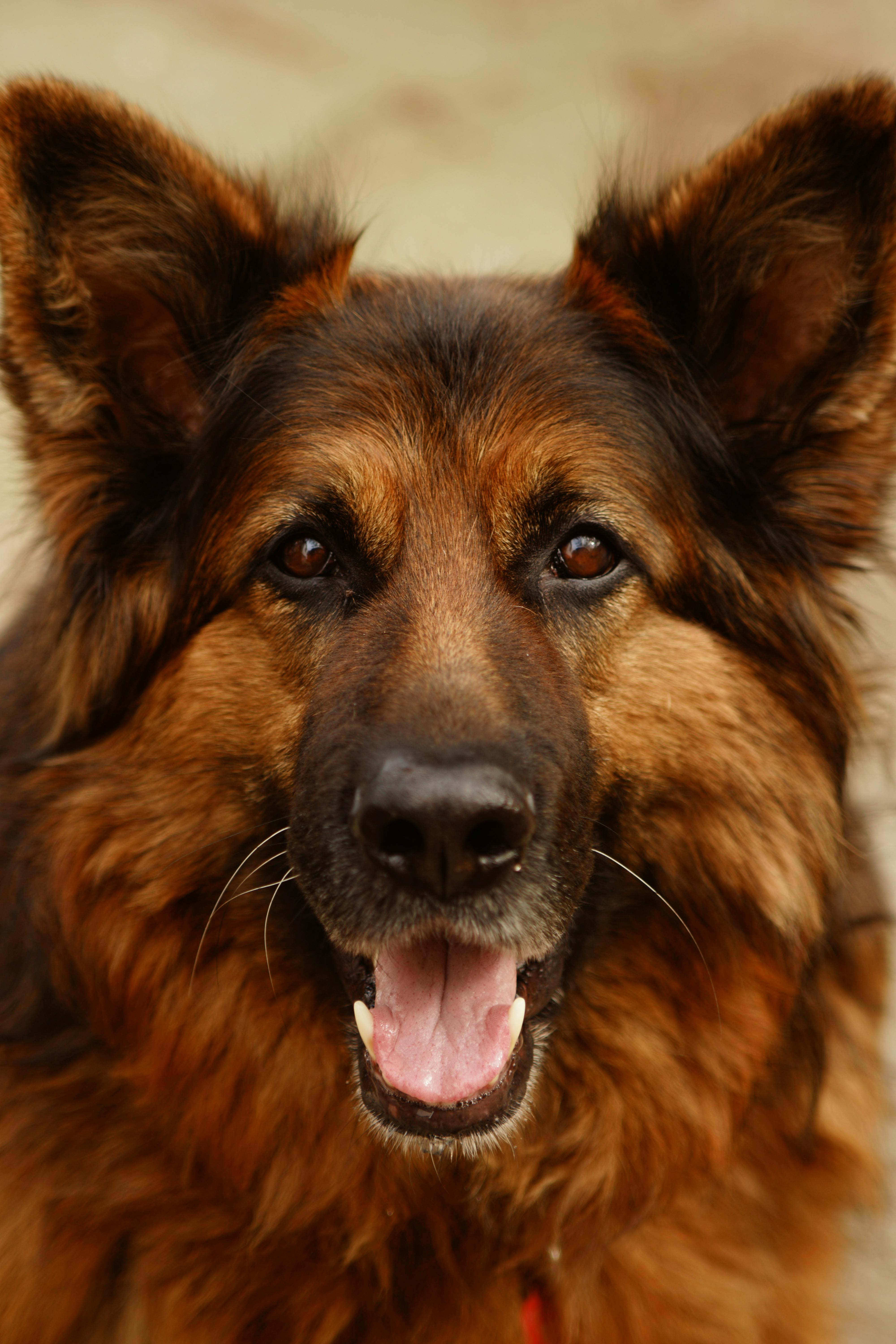 Portrait of German Shepherd · Free Stock Photo