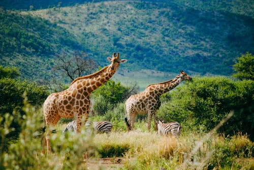 Gratis stockfoto met bomen, dierenfotografie, giraffen