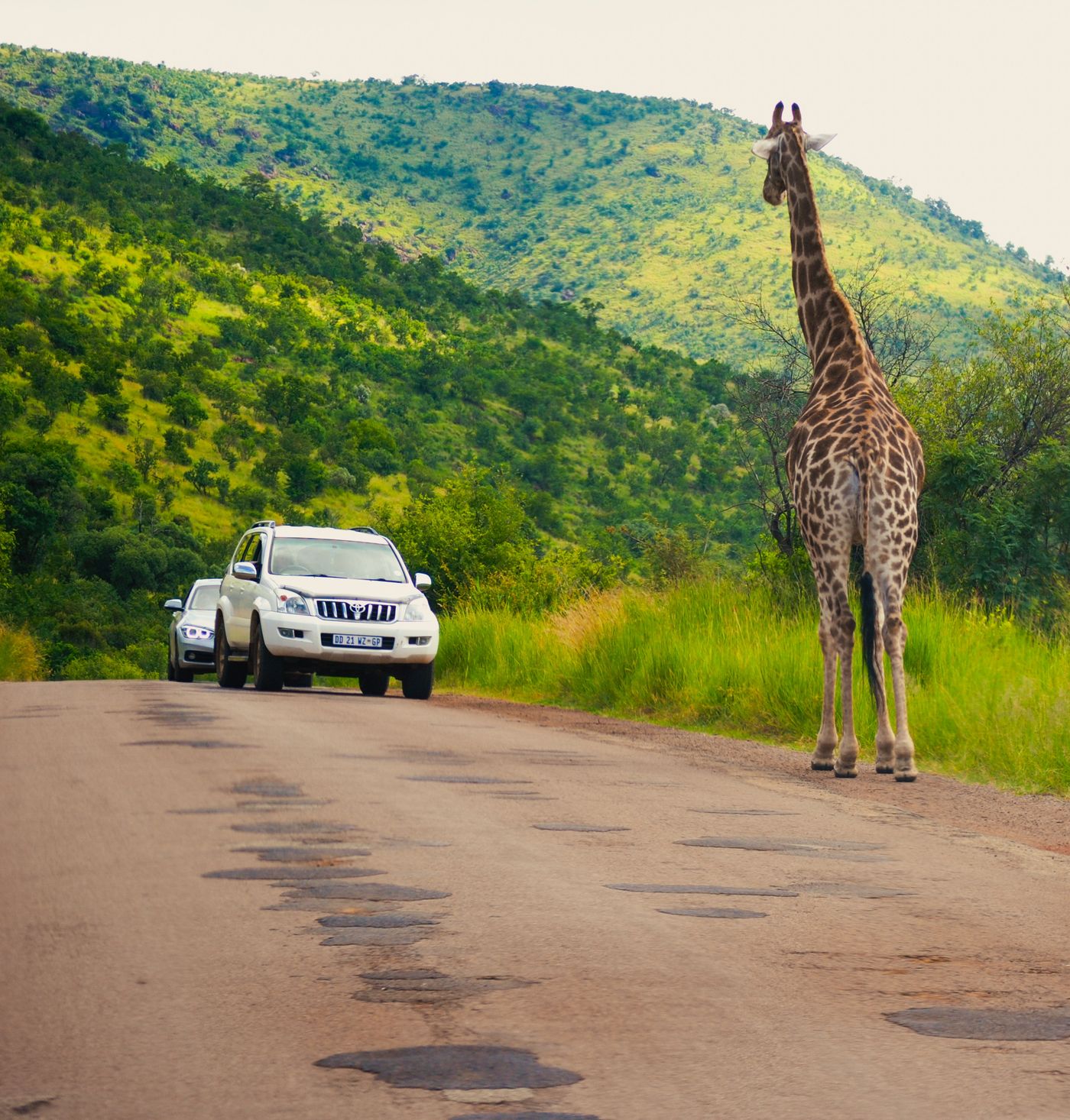 A giraffe crossing a tarred road in South Africa while cars wait