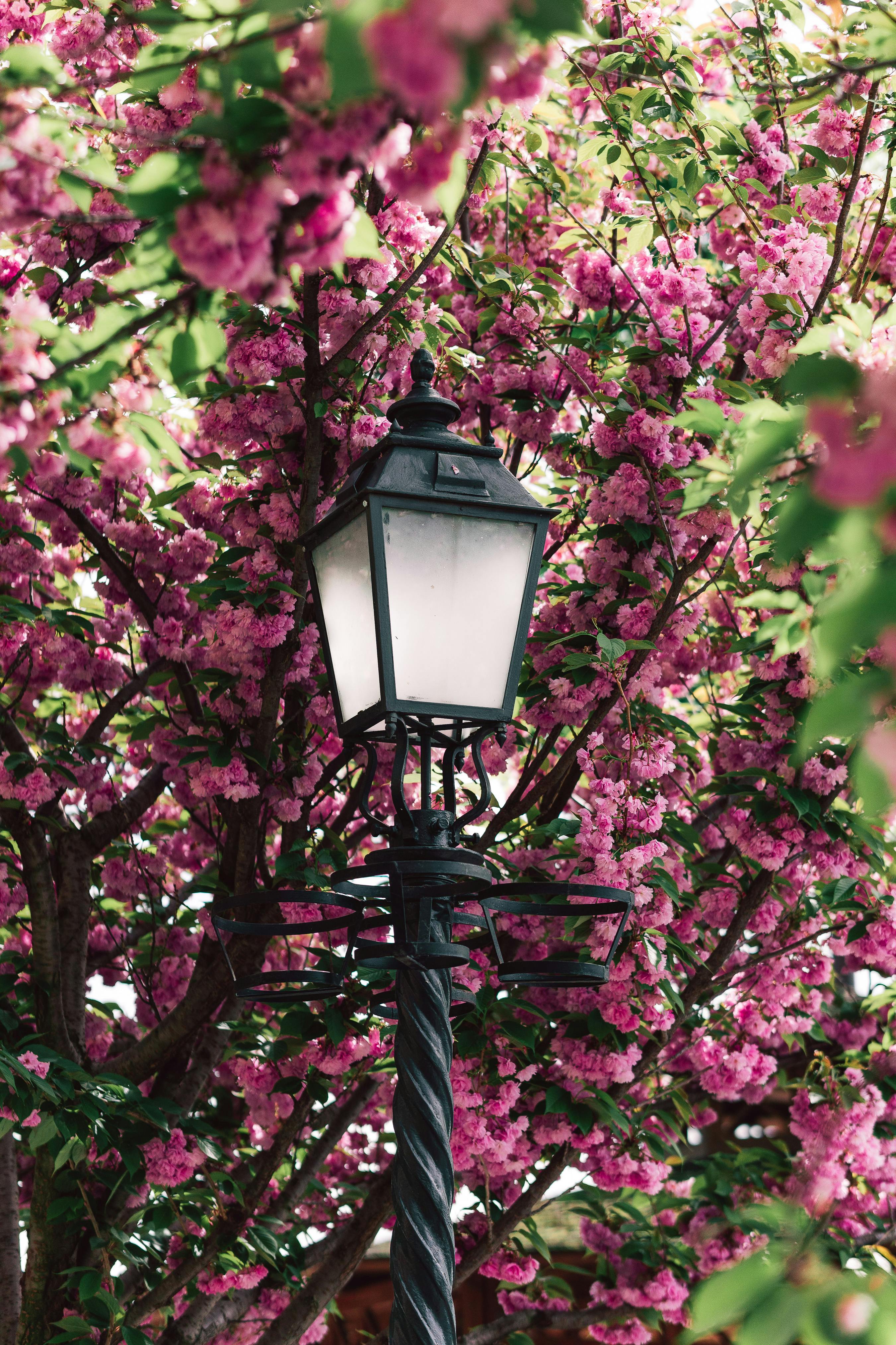A classic street lamp surrounded by vibrant cherry blossoms in full bloom during spring.