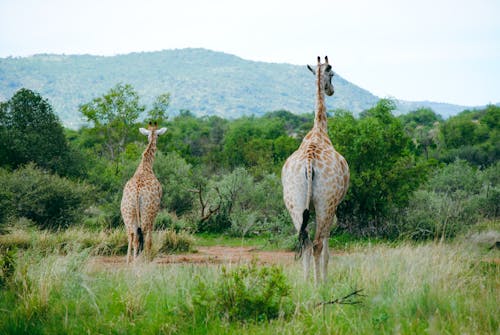 Gratis stockfoto met achteraanzicht, bomen, dierenfotografie