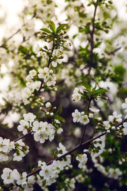 Foto d'estoc gratuïta de branques, florint, flors blanques