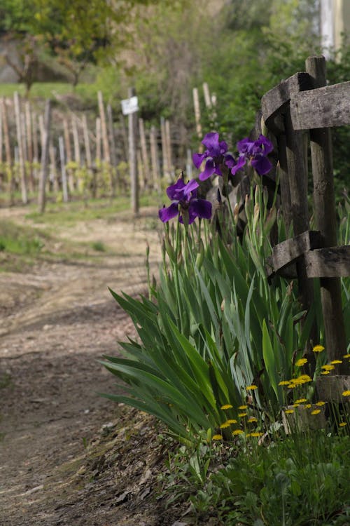 Kostnadsfri bild av blomma, grön, iris