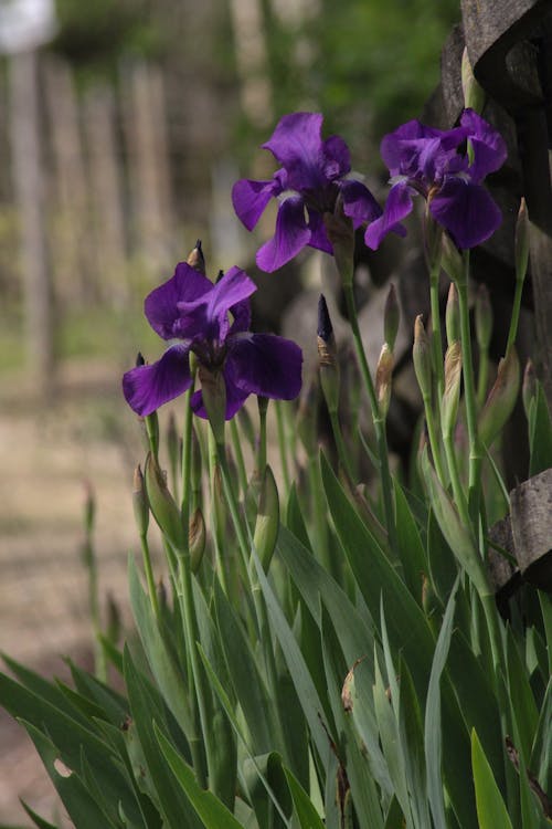 Kostnadsfri bild av blomma, grön, iris