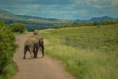 Kostenloses Stock Foto zu afrikanischer elefant, außerorts, feld