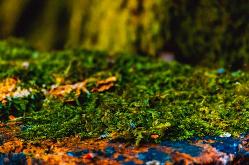 Free stock photo of close-up, evergreen, forest