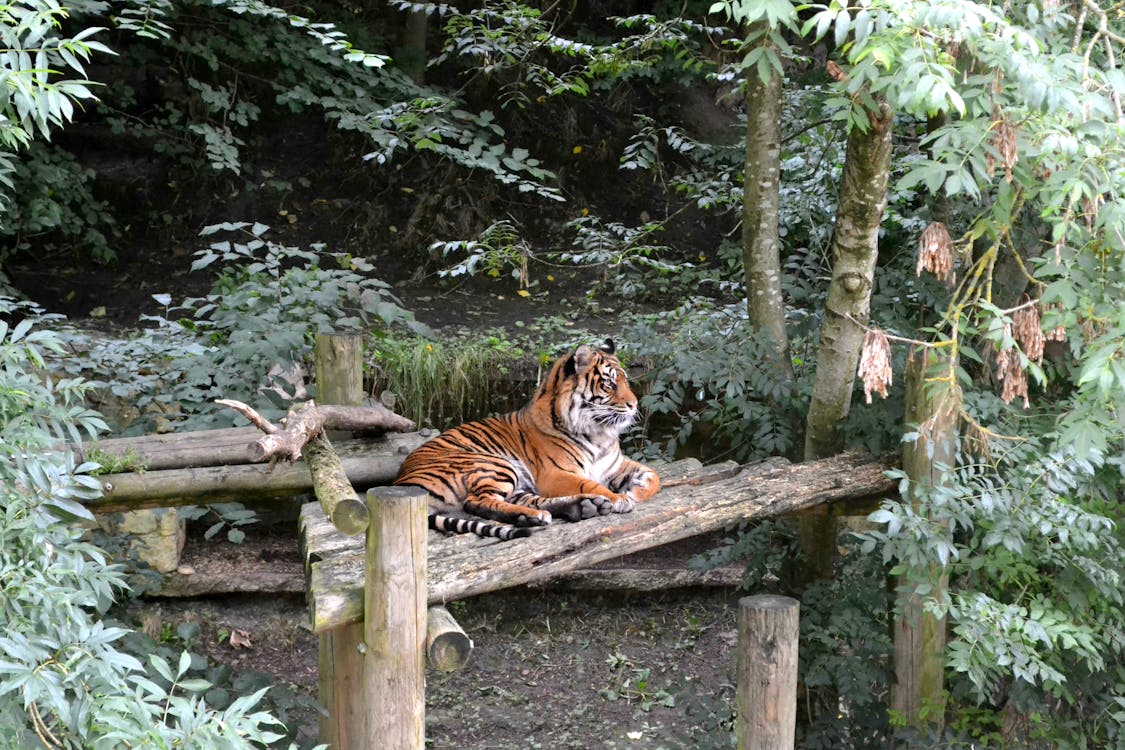 免費 棕色和黑色老虎白天坐在棕色的木桌上 圖庫相片