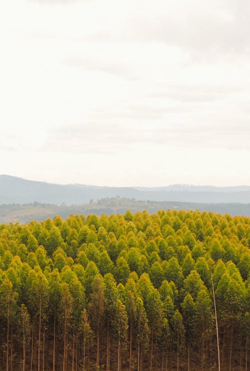 Foto stok gratis alam, hutan, lansekap