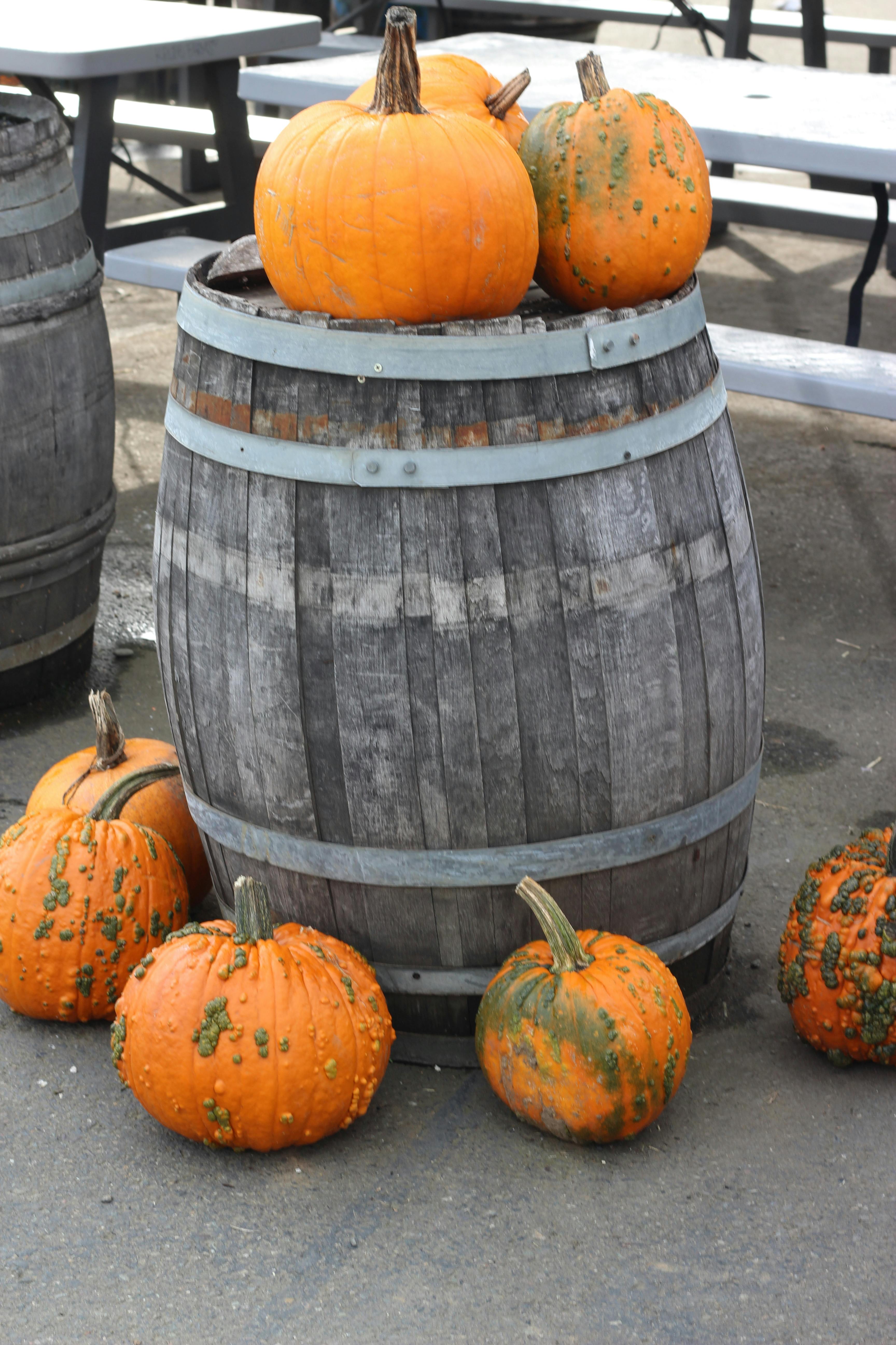 Free stock photo of october, pumpkin