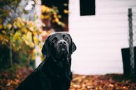 户外，一只黑色拉布拉多犬坐在秋叶背景中