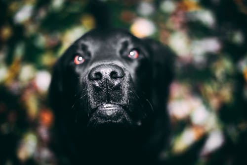 Selektive Fokusfotografie Von Adult Black Labrador Retriever