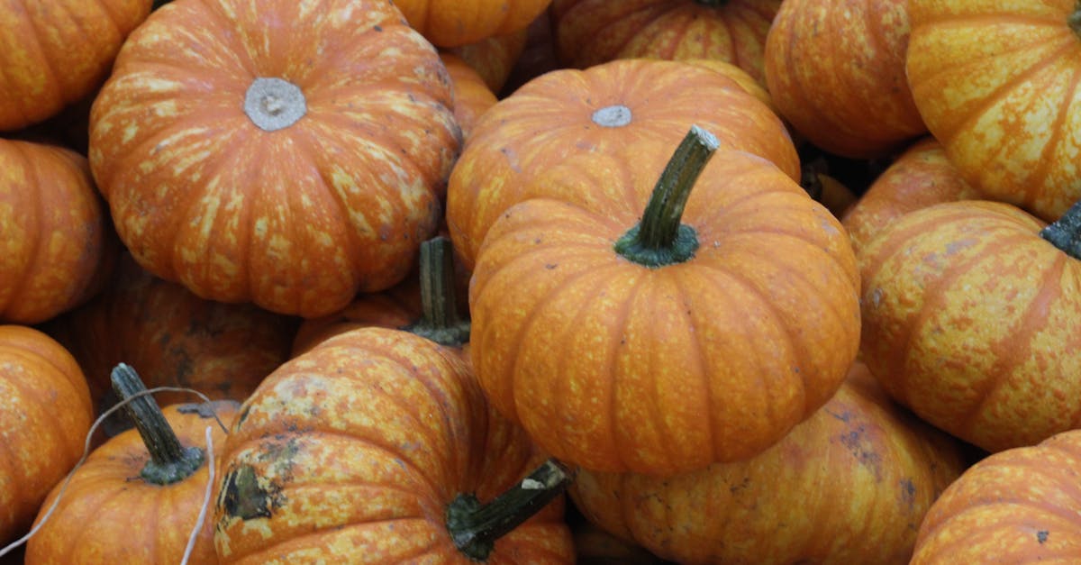 Free stock photo of harvest, october, pumpkins