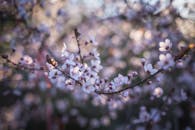 樱花特写以柔和的散景捕捉春天的精髓