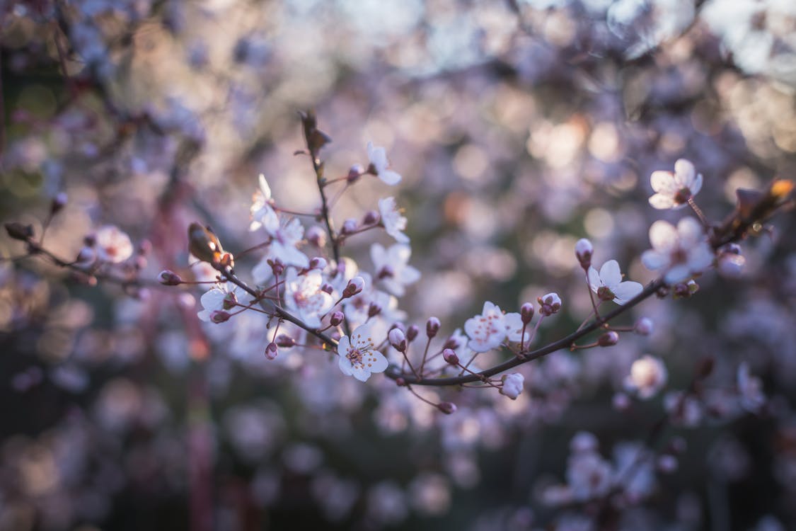 桜のクローズアップ写真