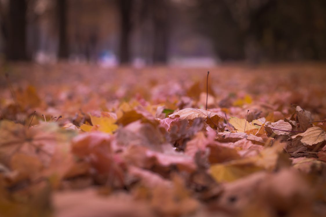 フロアフォーカス写真の枯れた葉
