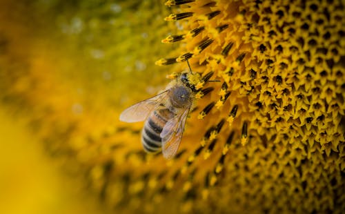 Gratis arkivbilde med bie, bikube, blomst