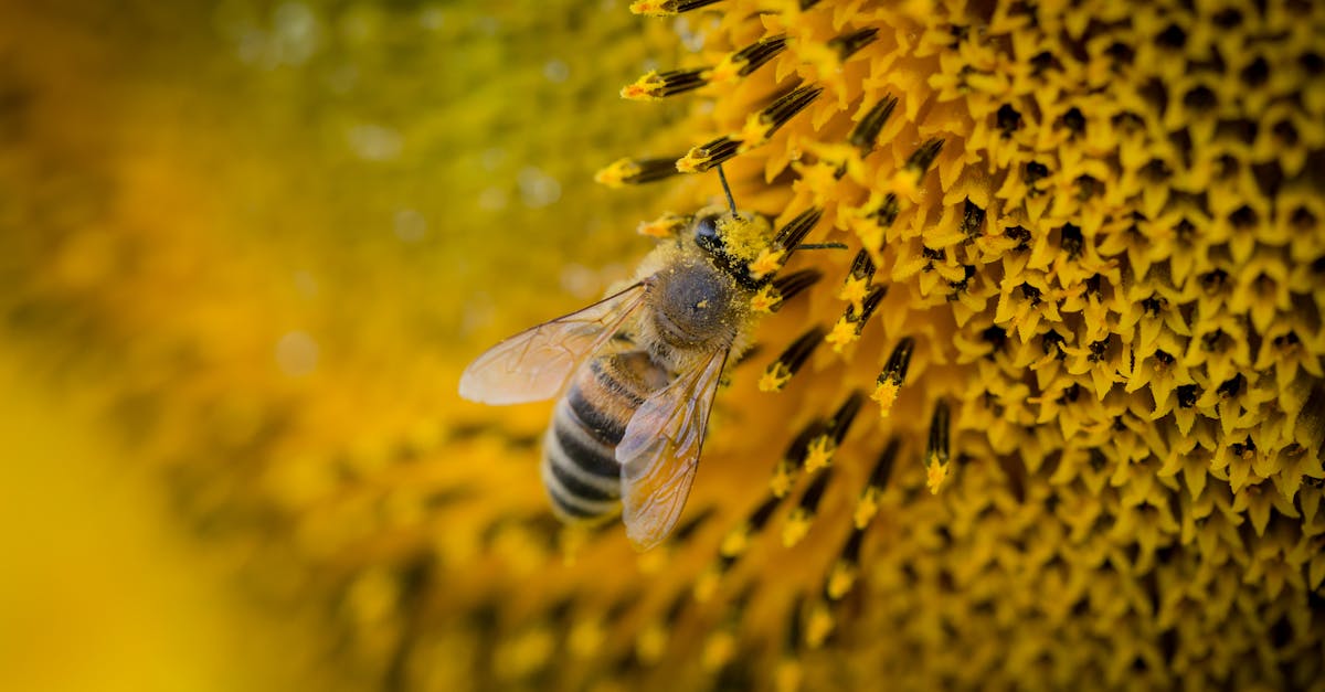 Free stock photo of bee, macro, nature